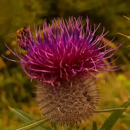 Petronela Apartment *