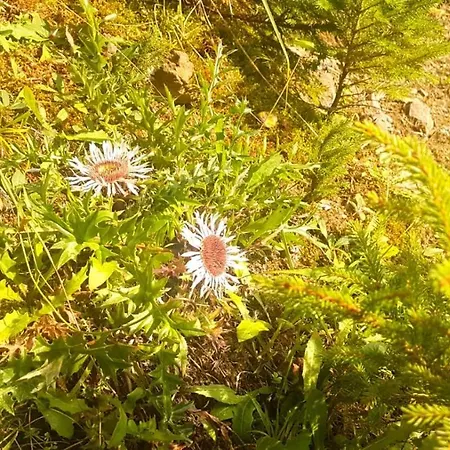 Apartment Petronela Makov