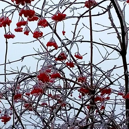 Apartment Petronela Makov